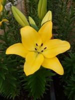 [5097 Malesco VWS No02.JPG]